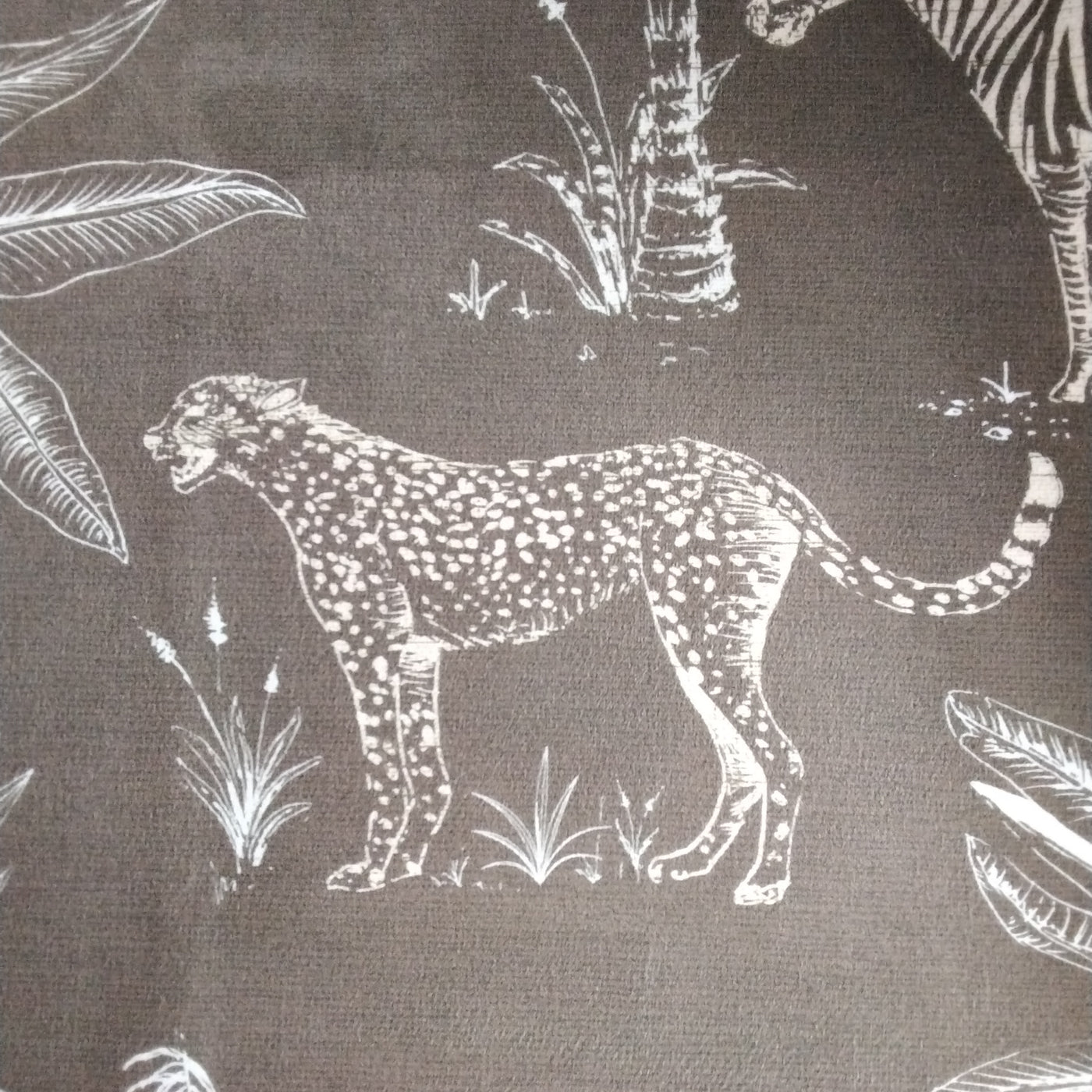 Safari