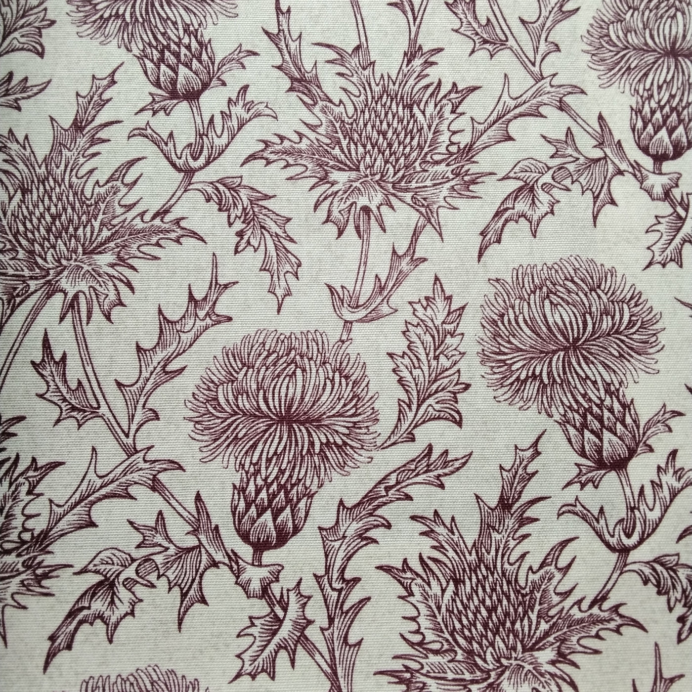 Carlina