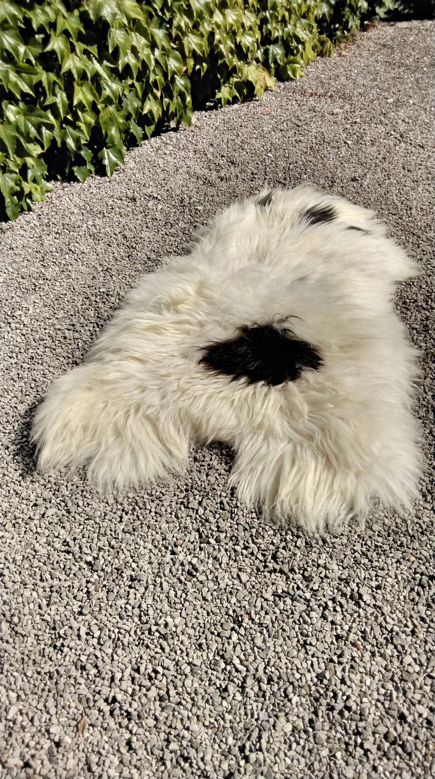 Natural Sheepskin Rug/Throw
