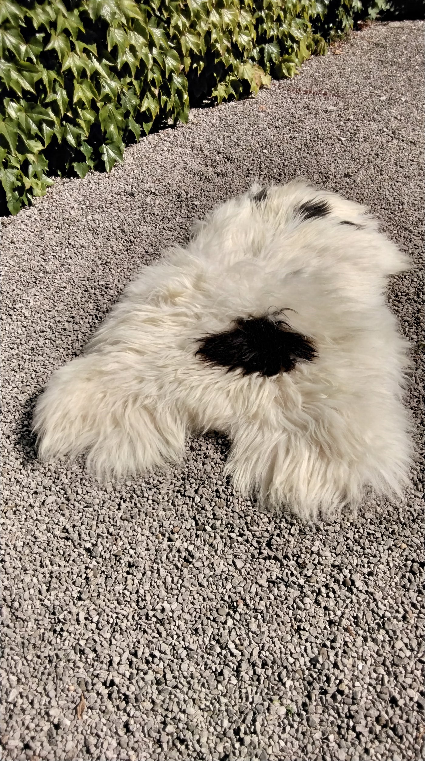 Natural Sheepskin Rug/Throw