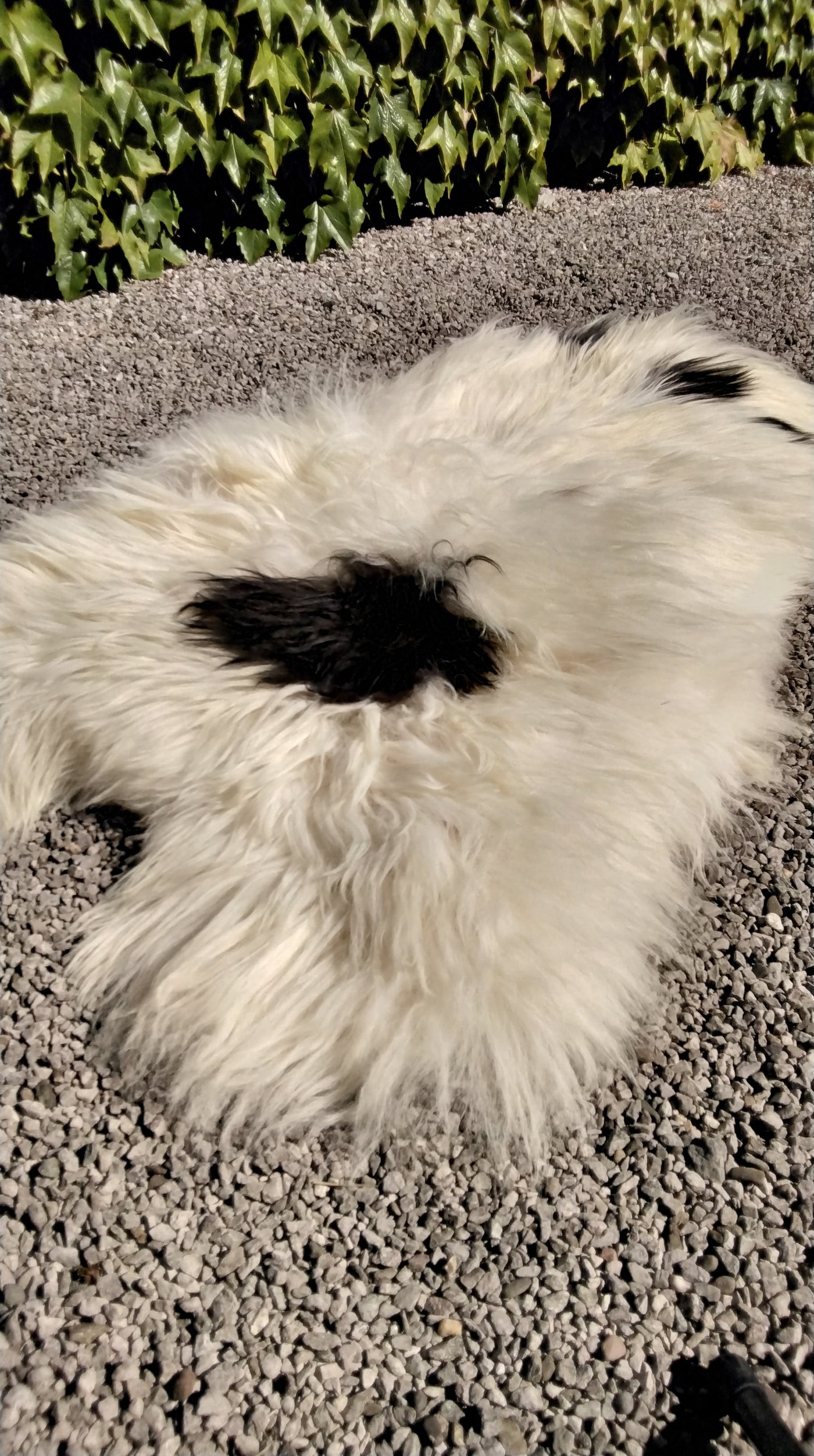 Natural Sheepskin Rug/Throw