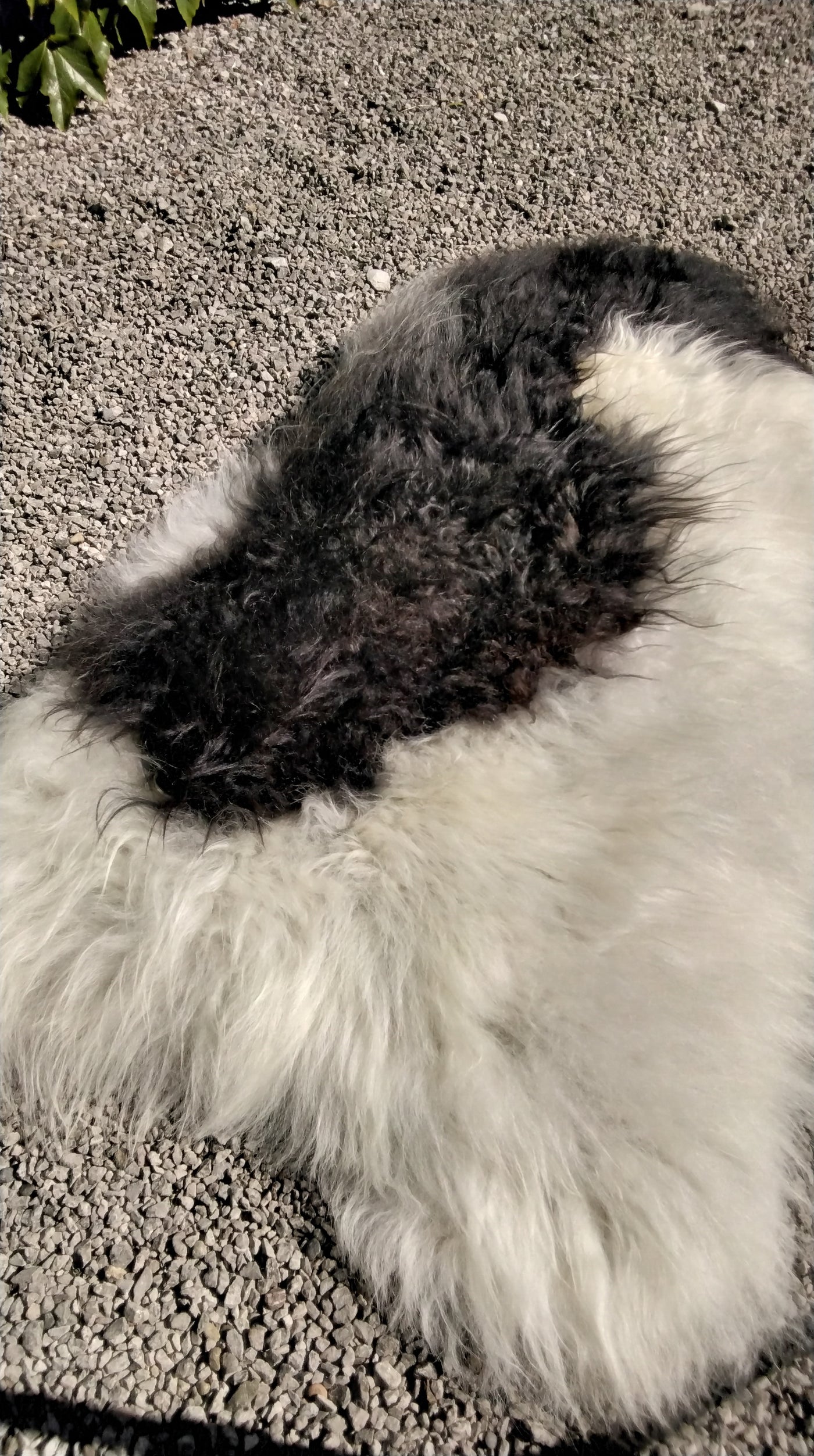 Natural Sheepskin Rug/Throw