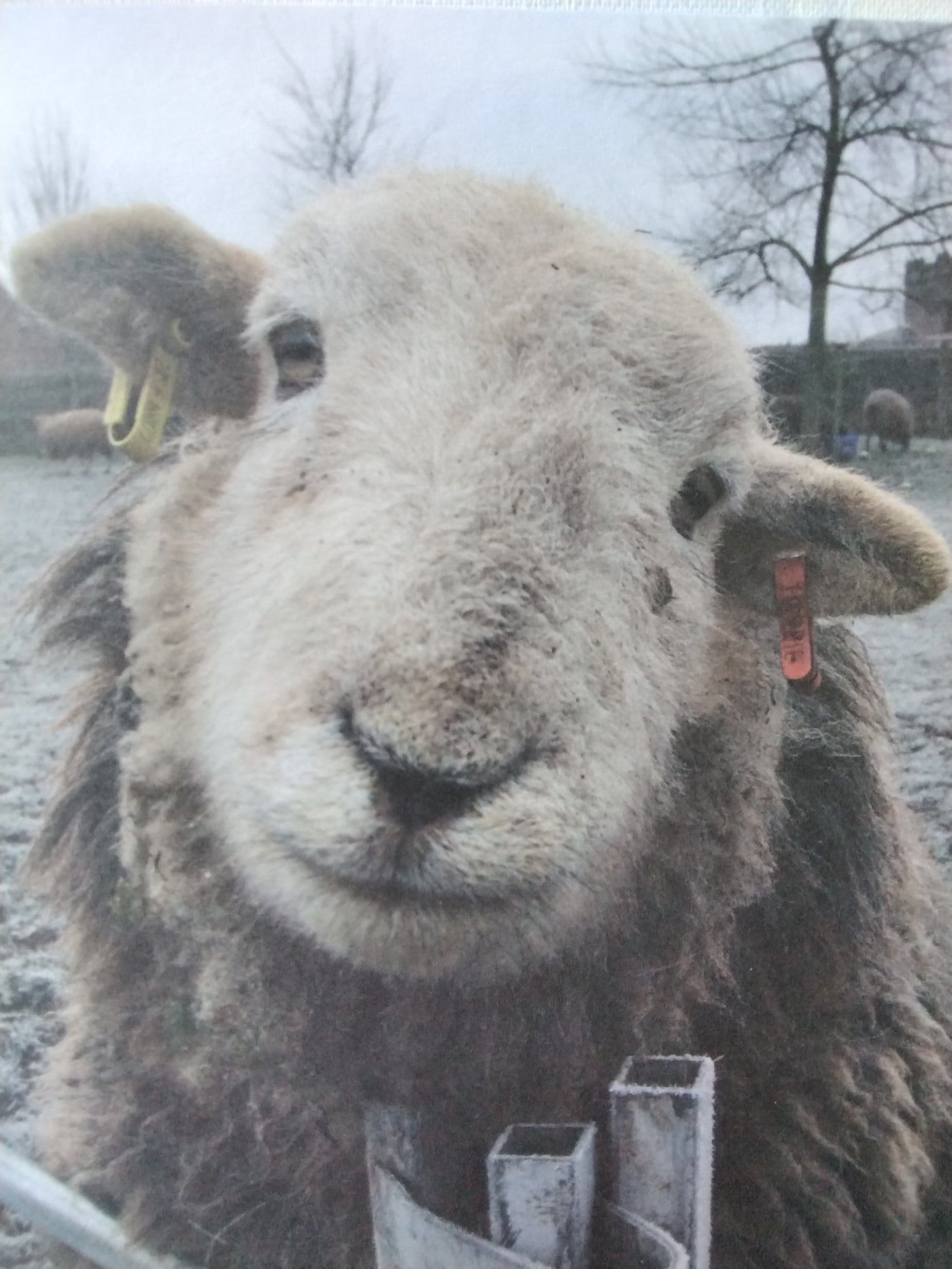 Herdwick And Alpaca Lampshade