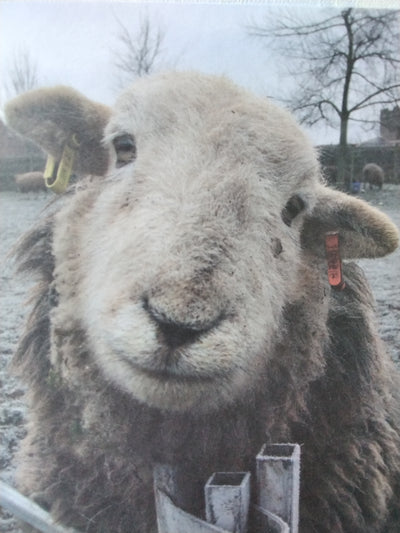 Herdwick And Alpaca Lampshade
